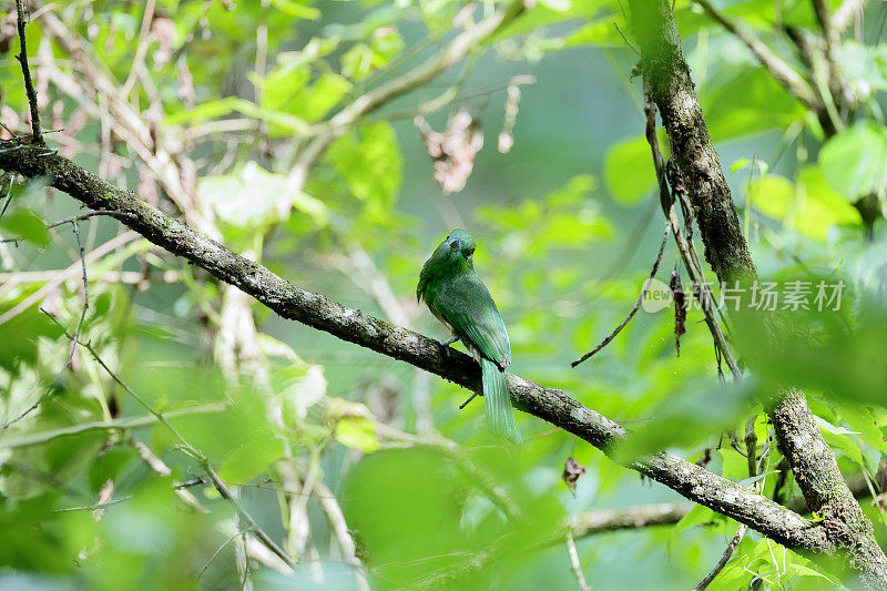 食蜂鸟:幼红须食蜂鸟(Nyctyornis amictus)。